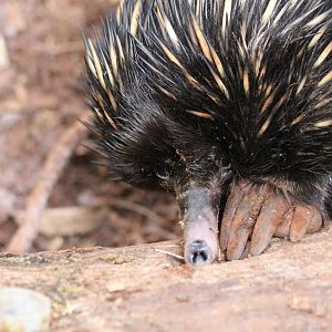 Short-beaked Echidna @ Paignton; 21.09.2016