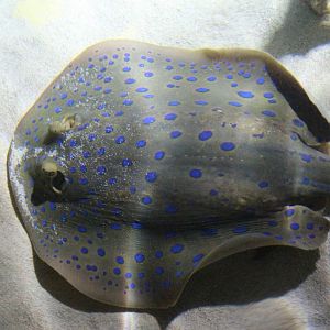 Blue-spotted Ribbontail Ray @ Living Coasts; 22.09.2016