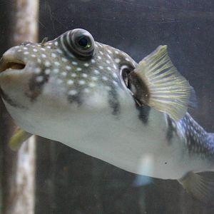 White Spot Puffer Fish @ Living Coasts; 22.09.2016