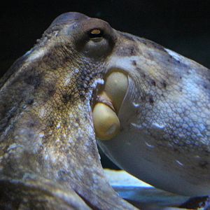 Common Octopus @ Living Coasts; 22.09.2016