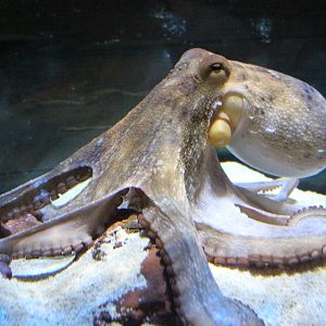 Common Octopus @ Living Coasts; 22.09.2016