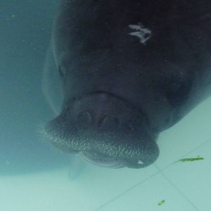 Amazonian manatee
