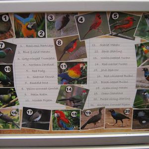 General sign tropical birds 2016