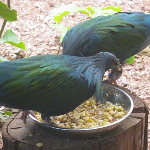 Pair Nicobar Pigeons 2016