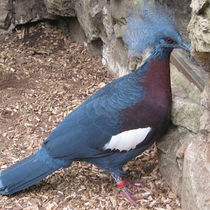 Southern Crowned Pigeon 2016