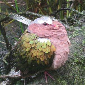 Indian Green-winged Dove 2016