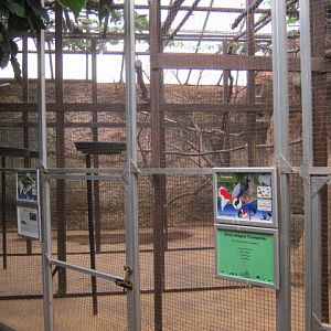 Toucan aviaries 2016