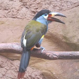 Plate-billed Mountain Toucan 2016