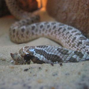 Western Hog-Nosed Snake 2016.