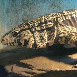 Argentine Black and white Tegu. 2016.