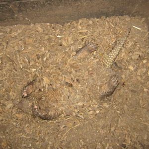 Buried Armadillo! 2016.