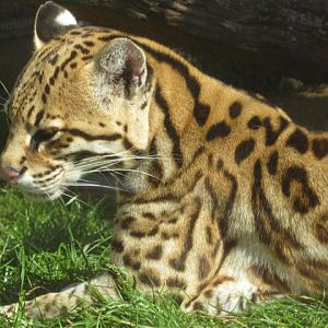 Male Ocelot 2016.