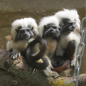 Cotton-topped tamarins 2016.