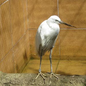 Male Little Egret 2016.
