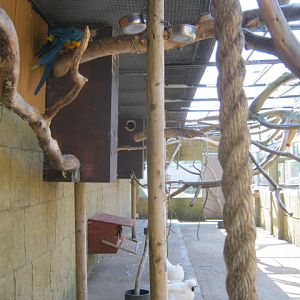 Aviary 2016 - parrots and bantams.