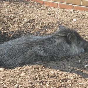 Male collared peccary 2016