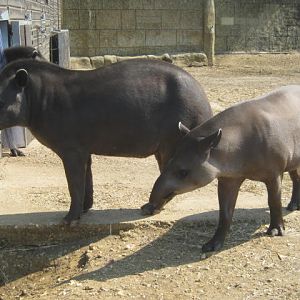 Brazilian Tapirs pair 2016