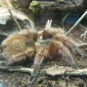 Tarantula 2016.