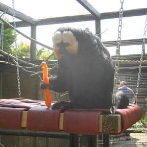 Male white faced saki 2016.