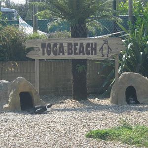 Toga Beach Penguin enclosure sign 2016