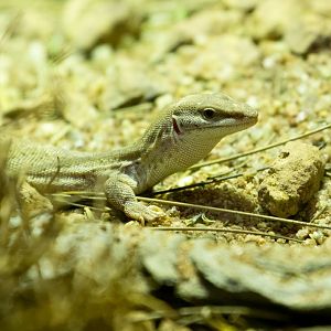 Dampier Peninsula Monitor