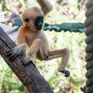 White-cheeked Gibbon