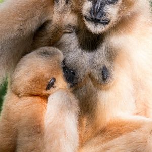 White-cheeked Gibbon having lunch
