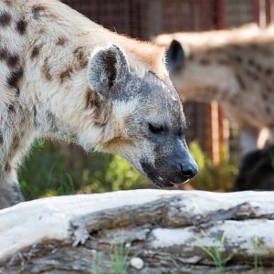 Spotted Hyena