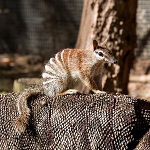 Numbat