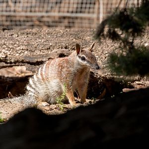 Numbat