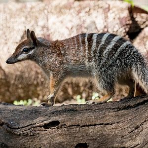 Numbat