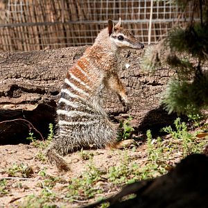 Numbat