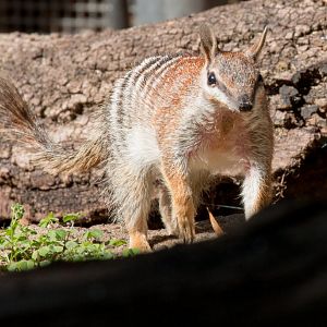 Numbat