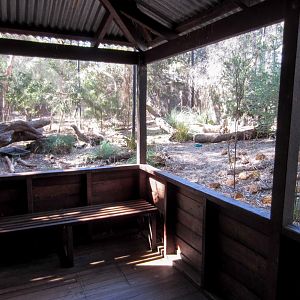 Numbat enclosure and viewing area