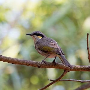 Singing Honeyeater - wild bird
