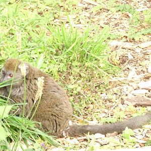 Alaotran gentle lemur, October 2016
