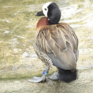White-faced whistling-duck, October 2016