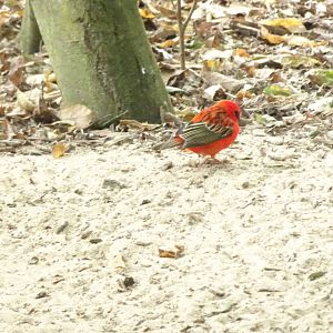 Madagascar Fody, October 2016