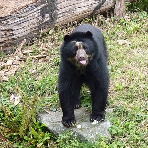 Andean Bear, October 2016