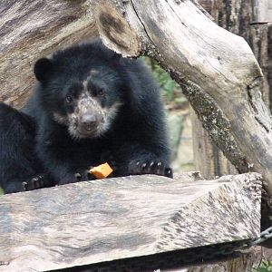 Andean Bear, October 2016