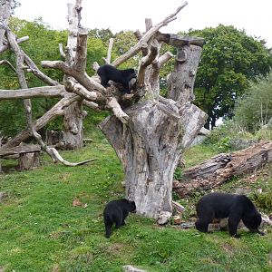 Andean Bear, October 2016
