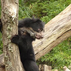 Andean bear cub, October 2016