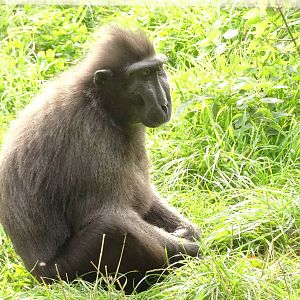 Sulawesi crested macaque, October 2016