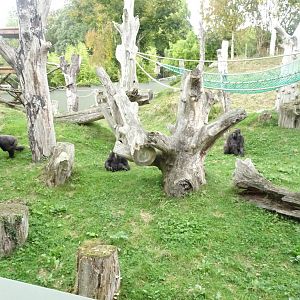 Gorilla enclosure, October 2016