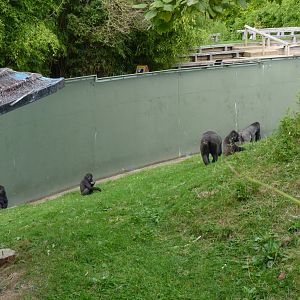 Gorilla enclosure, October 2016