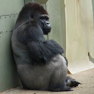 Silverback gorilla, October 2016