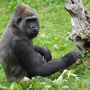 Female gorilla, October 2016