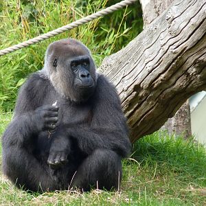 Female gorilla, October 2016
