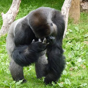 Silverback gorilla, October 2016