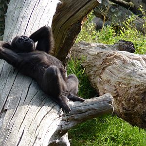 Male gorilla, October 2016